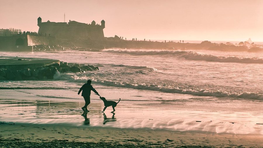 CrowdPets's tweet photo. Las recomendaciones que debes conocer para pasar vacaciones con tu perro https://t.co/7qJpfjnMqo https://t.co/nvIPCxXVRU