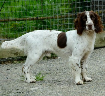 millypod1's tweet photo. 🆘31 AUG 2024 #Lost POPPY &amp; BILLY #ScanMe 
Liver &amp; White English Springer Spaniel's
1Female 1Male
#Loxhore area, north east of #Barnstaple #Devon #EX31 
New to area. Both dogs are friendly and approachable.
https://t.co/gFUlqJ9Uty
https://t.co/Vk2b7Lsesv https://t.co/uQ1LpP5355