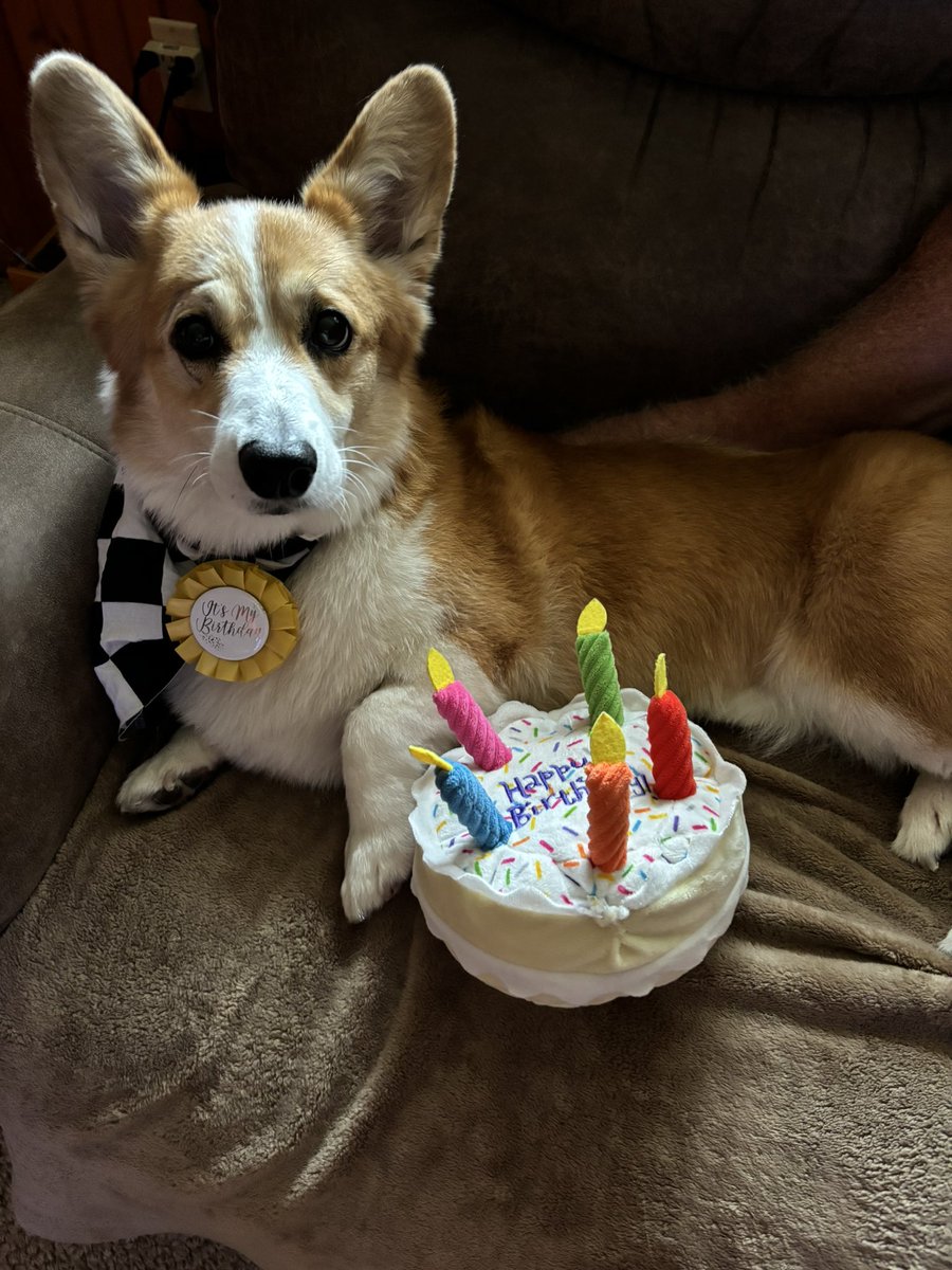 PushCorgi's tweet image. 10 years young today 🎂🥳🏁
