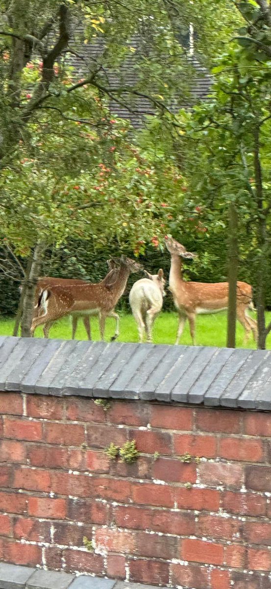 The local deer came to feast on my neighbour’s apples this evening (she will be furious! 😬)