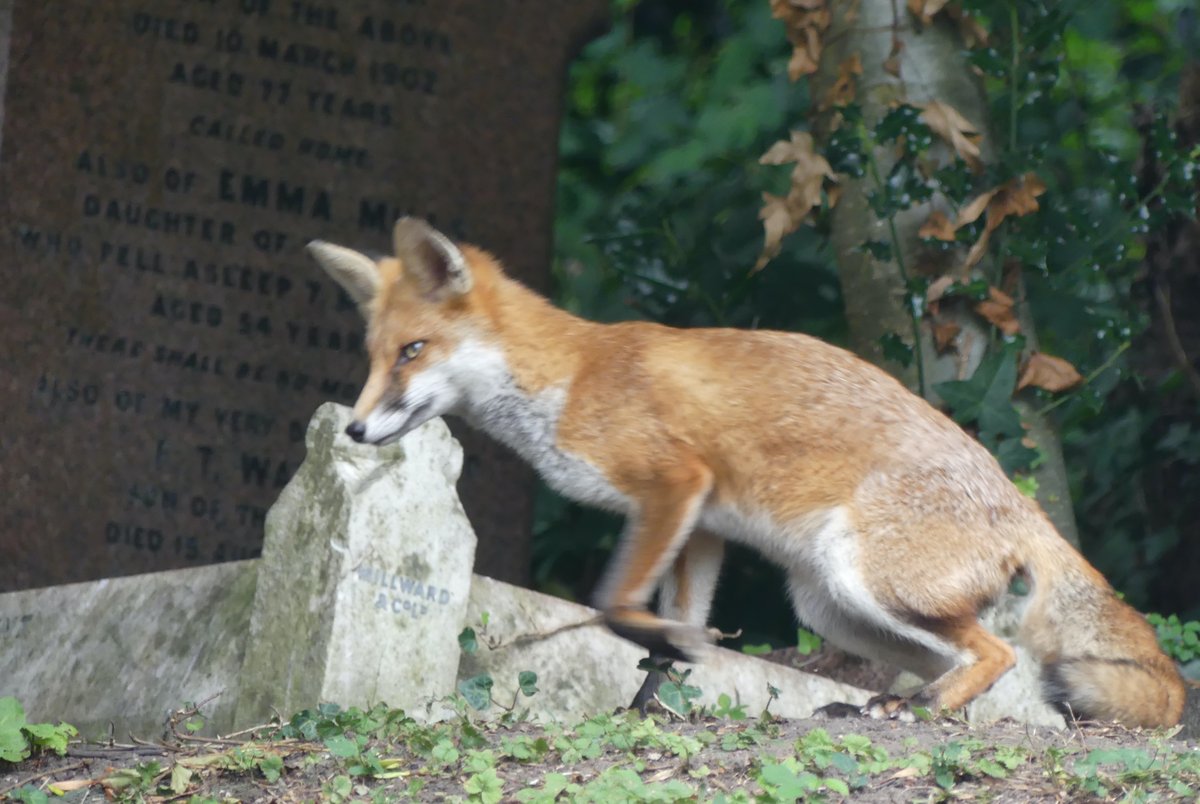 DiddyDanDi's tweet photo. @ChrisGPackham or, fox amongst the gravestones. https://t.co/zRXo299R36