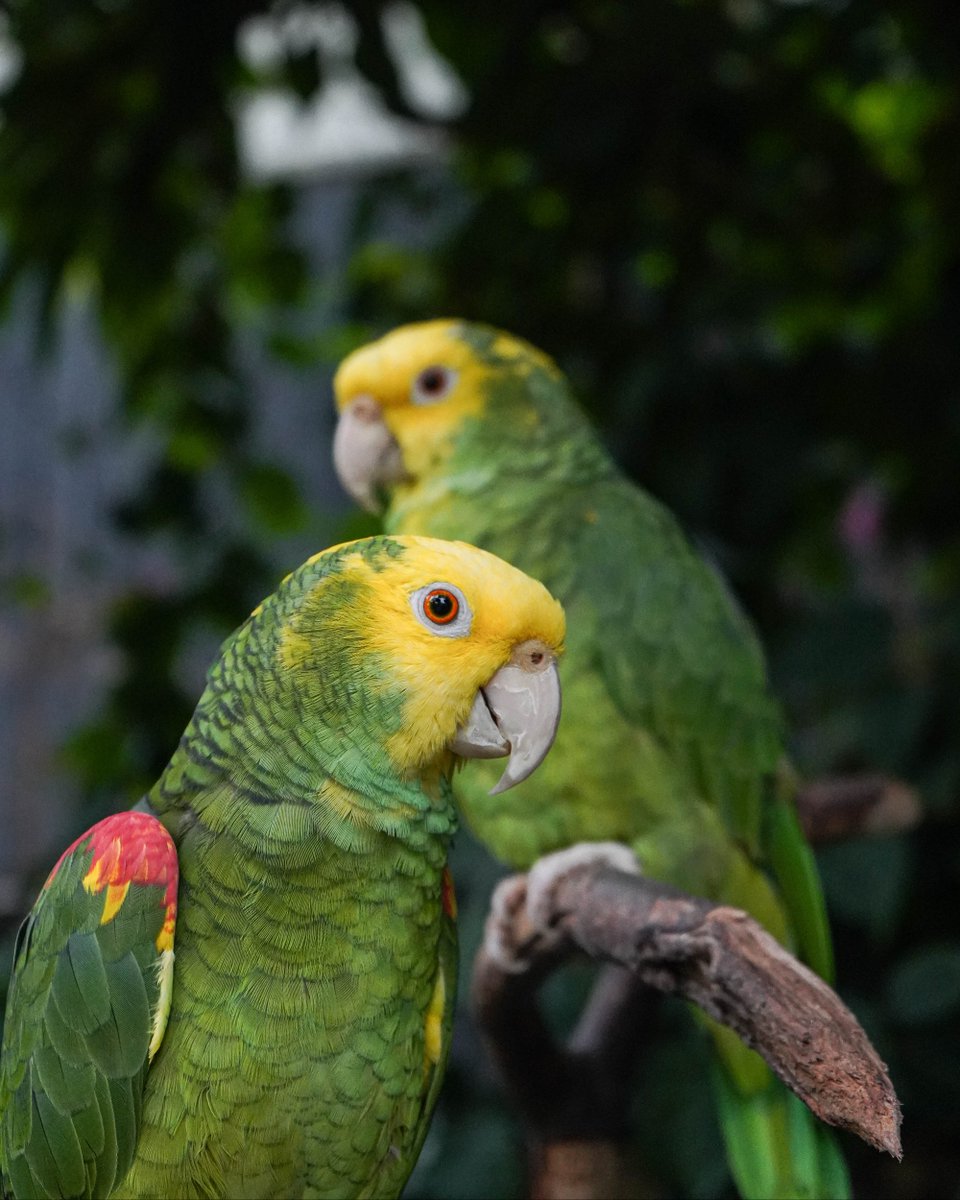 BloedelConserv's tweet photo. 🦜Don't forget! We're open today through Monday from 10am to 7pm. Stop by, chat with the birds, and soak in the final days of summer break! https://t.co/qJBfJUVPLZ