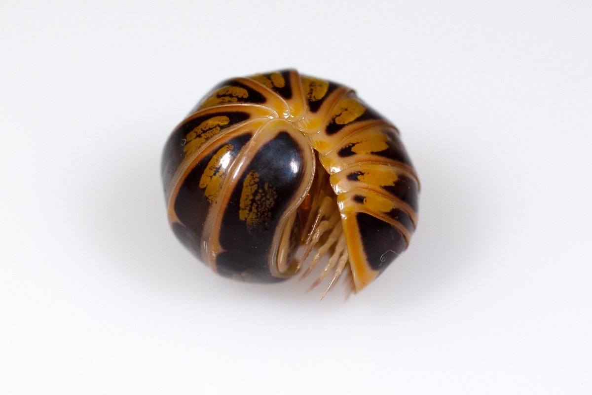 Millipede Lab tweet media