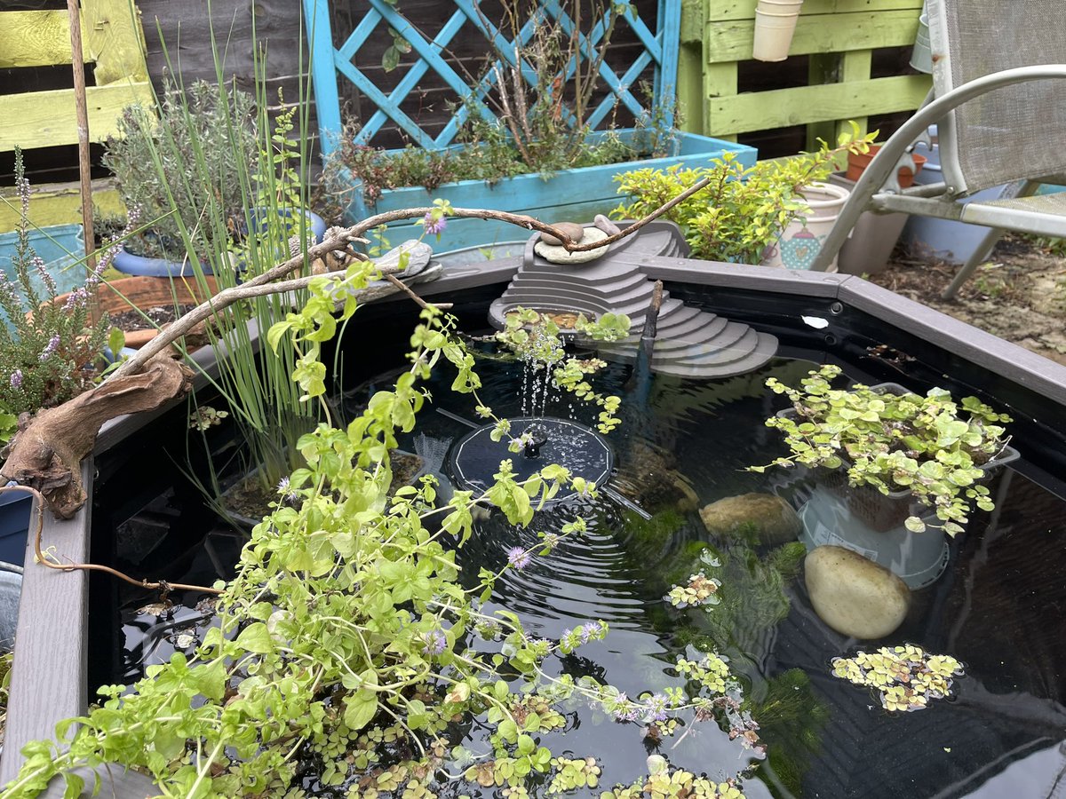 The wildlife pond is done!
<a href="/_JoelAshton/">Joel Ashton 🍃🌳🍃</a> does my dragonfly landing strip cut the mustard?