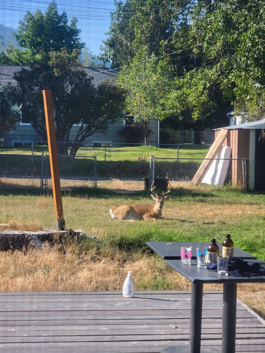 MuDustin's tweet image. Every man's backyard has 2 empty coors banquets, a bottle of lotion, and a 5 point buck