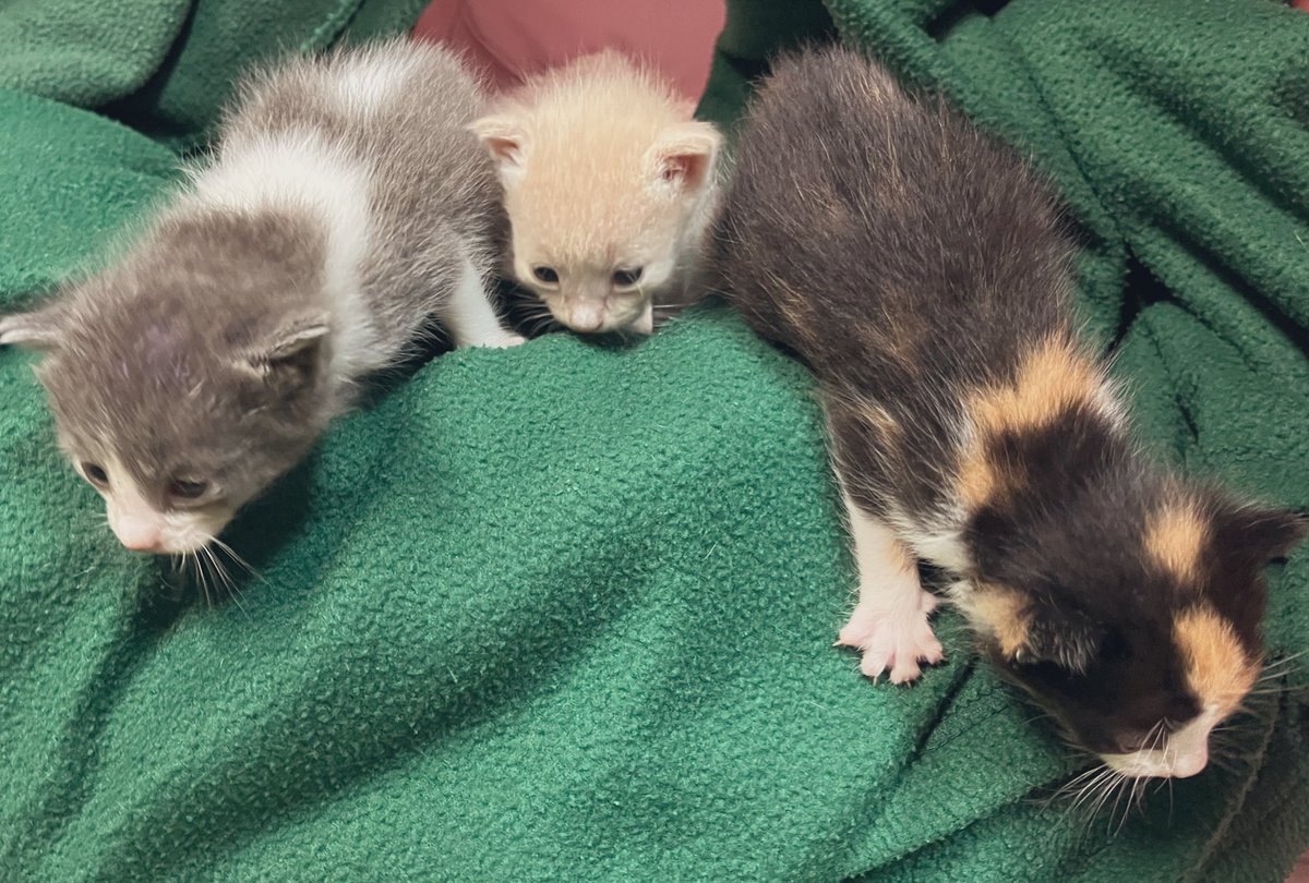 Well would ya look at what we have here? Three new little ones and they’re on the move! #Caturday #kittens #CatsOfTwitter