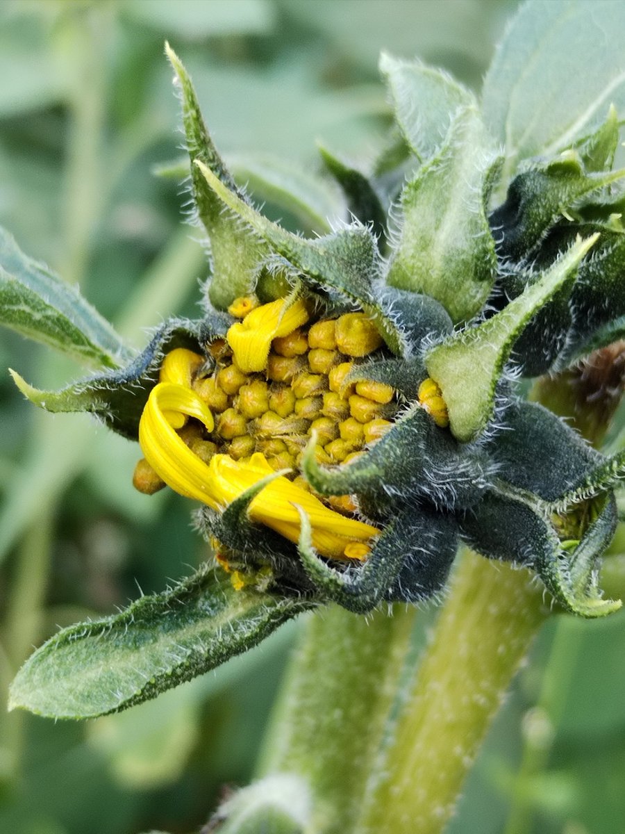 vaclavkovalcik's tweet image. Boční květ slunečnice: Václav Kovalčík, srpen 2024, Zlín

#sunflower #helianthus #slunecnice #home #garden #summer #august