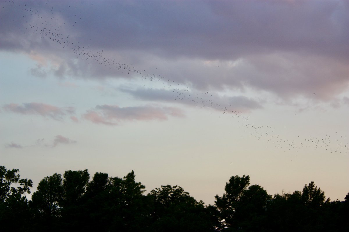 Hamda_zn's tweet photo. Birds.. https://t.co/0dWBnuG6El