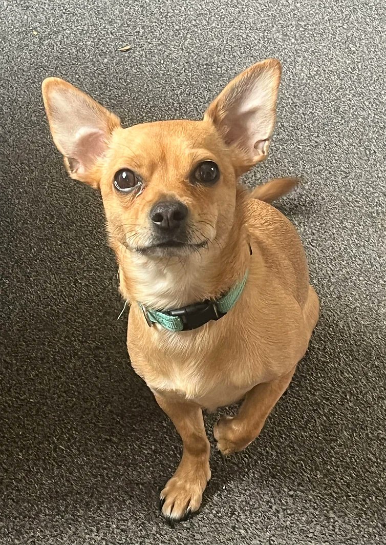 Animal Adoptions UK 🐕‍🦺🐈🐎❤️ tweet media