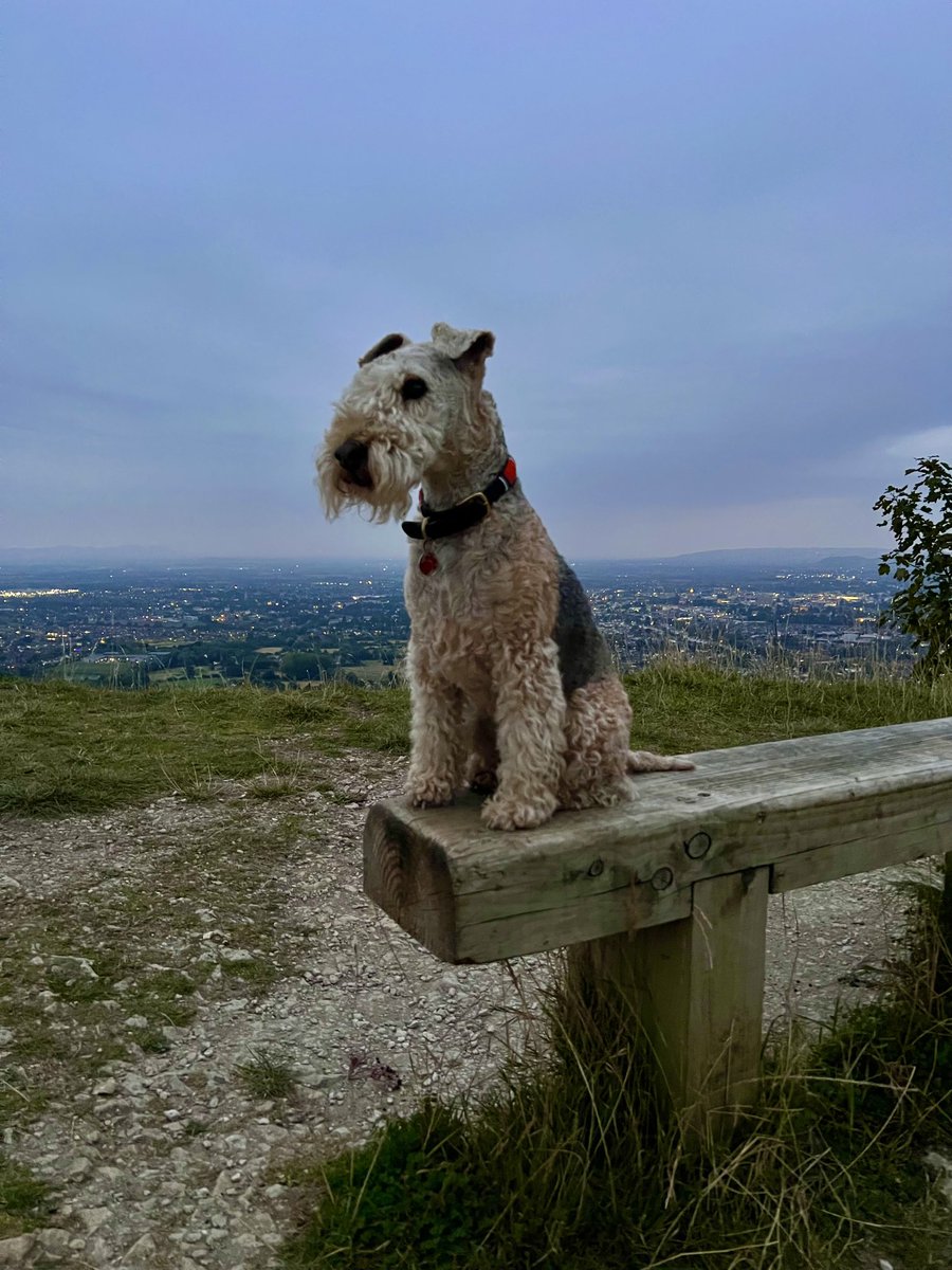 bertie_lakeland's tweet image. I’m a very proud chap you know ❤️