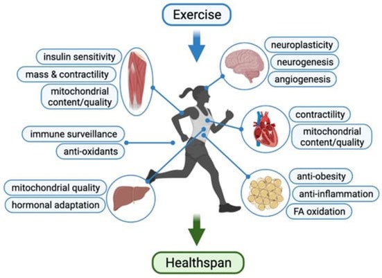 CARDIO TRAINING can literally extend your life! 🏃‍♂️❤️

- 40% lower risk of 9 common cancers
- 39% lower risk of type 2 diabetes
- 25% lower risk of dying from heart disease

Combine CARDIO with STRENGTH training for a 41% lower risk of all-cause mortality and potentially add up to