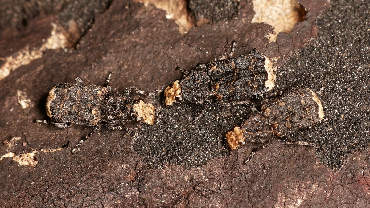 David Williams tweet media