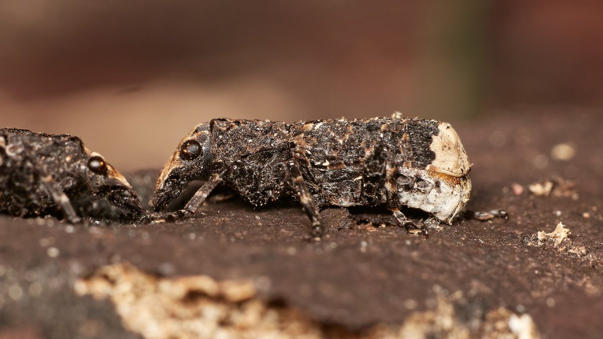 David Williams tweet media