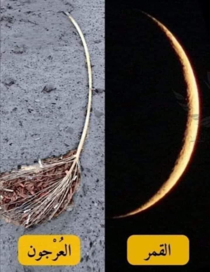 ﴿ وَالْقَمَرَ قَدَّرْنَاهُ مَنَازِلَ حَتَّىٰ عَادَ كَالْعُرْجُونِ الْقَدِيمِ﴾
[ سورة يس: 39]
والقمرَ آية في خلقه، قدَّرناه منازل كل ليلة،يبدأ هلالا ضئيلا حتى يكمل قمرًا مستديرًا،ثم يرجع ضئيلا مثل عِذْق النخلة المتقوس في الرقةوالانحناءوالصفرة؛ لقدمه ويُبْسه.
المختصر في التفسير