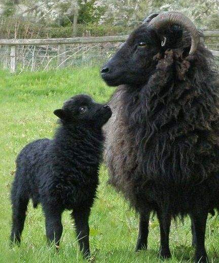 comfortsheeps's tweet image. 🖤🖤🖤