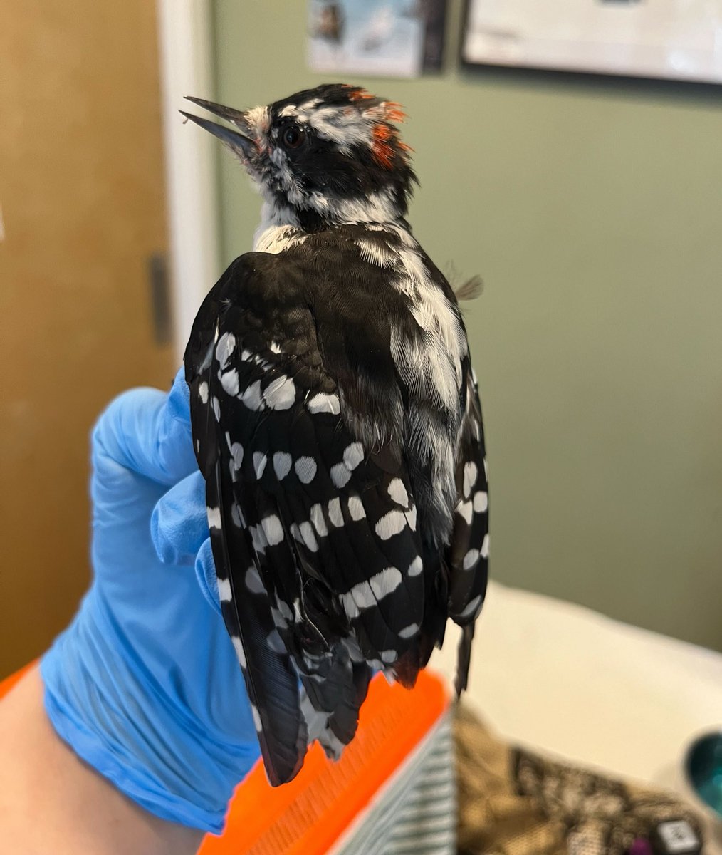 🚨 Please NEVER put sticky traps on trees to catch lanternflies! This practice is DEADLY to birds, bats, squirrels and loads of native insects, while being useless against the spread of lanternflies. This downy woodpecker was lucky only to have lost his tail. 

📷: Phyllis Tseng