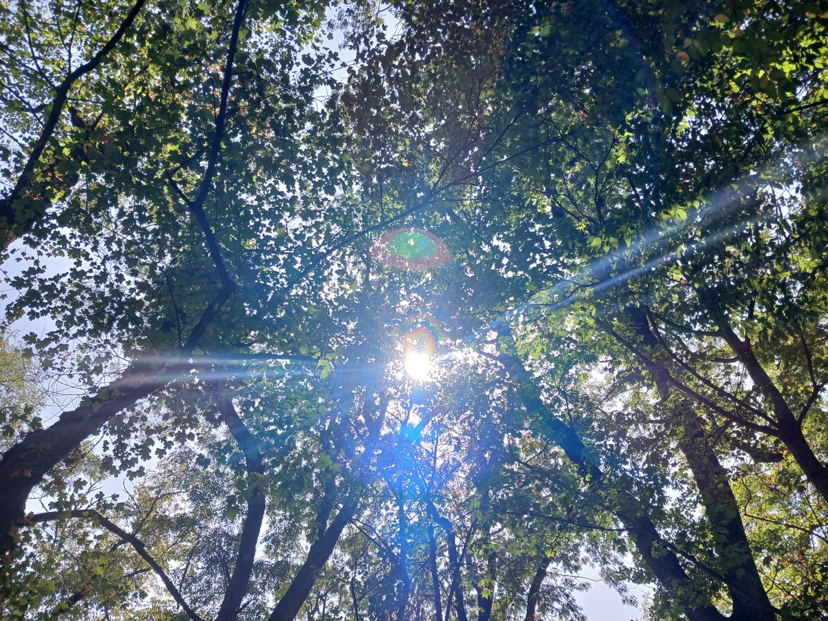 ParvinNizami's tweet photo. Komorebi☀️ https://t.co/t8QZSOREU8