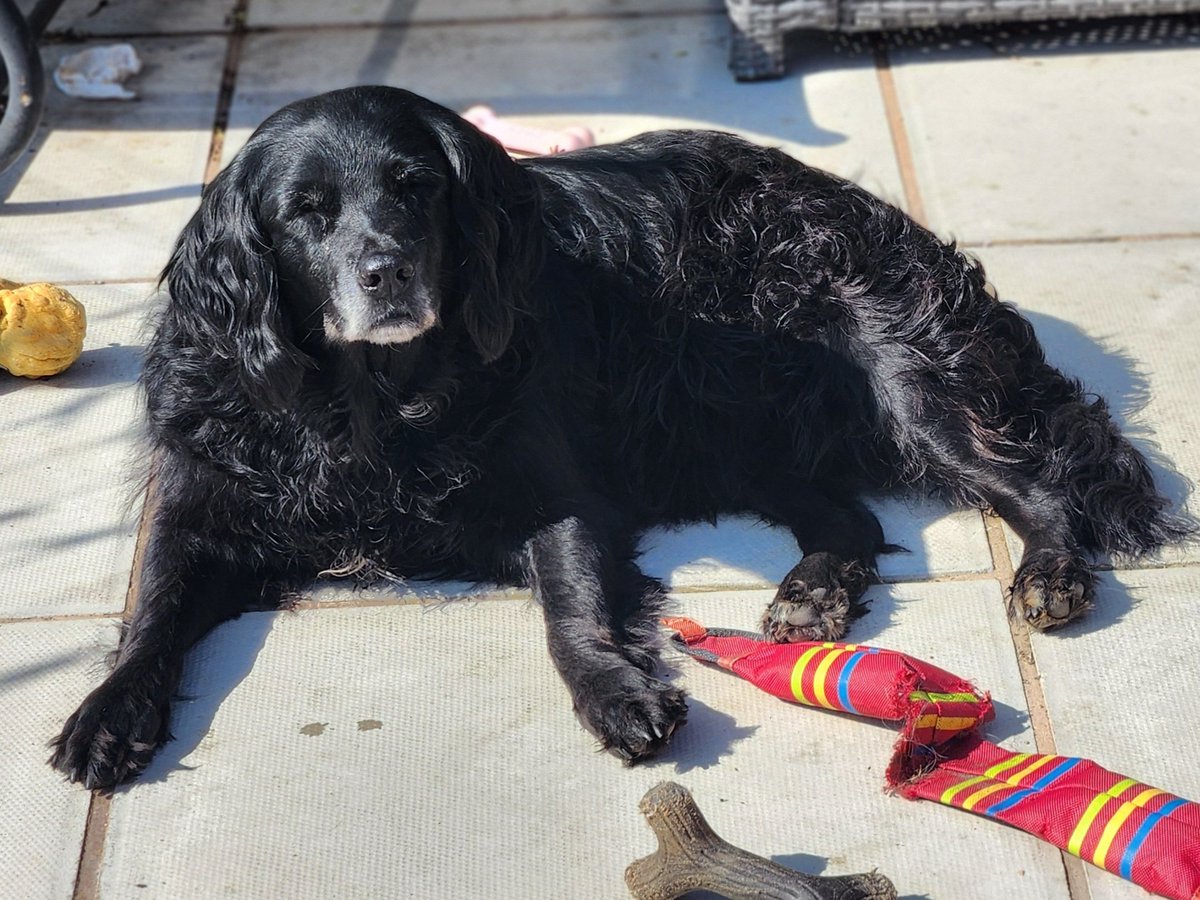 SpringerSaint's tweet photo. Anyhow, enough about my thumb - here's some photos of the gang sunpuddling ๐
#NormalServiceResumed https://t.co/l3FM6dhwdE