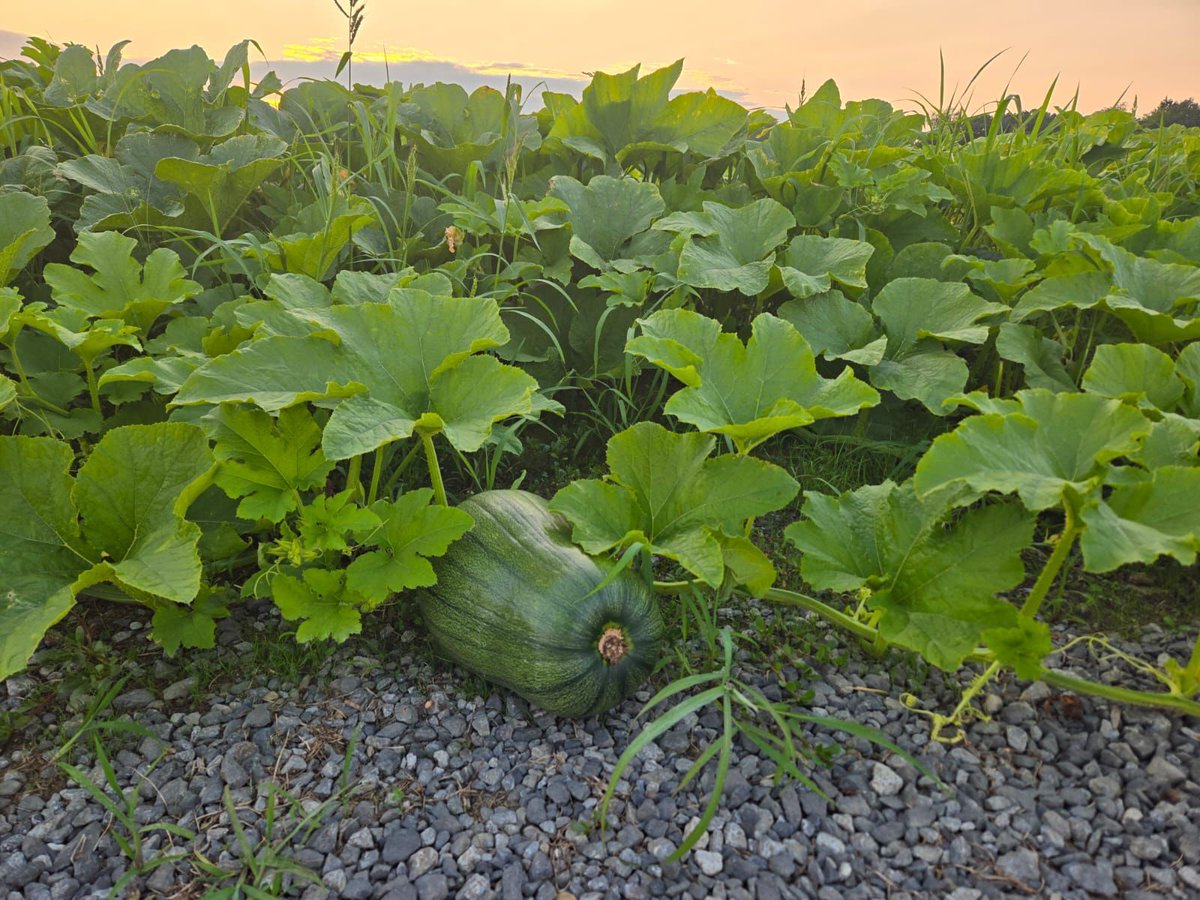 Armando shared this pic of  the pumpkin field in Hudson Valley NY. Appx 2 billion pumpkins are grown annually for consumers to eat, decorate or use for their fall celebrations. Farm workers harvest the 5 to 25 pound pumpkins during late August to late October. #WeFeedYou