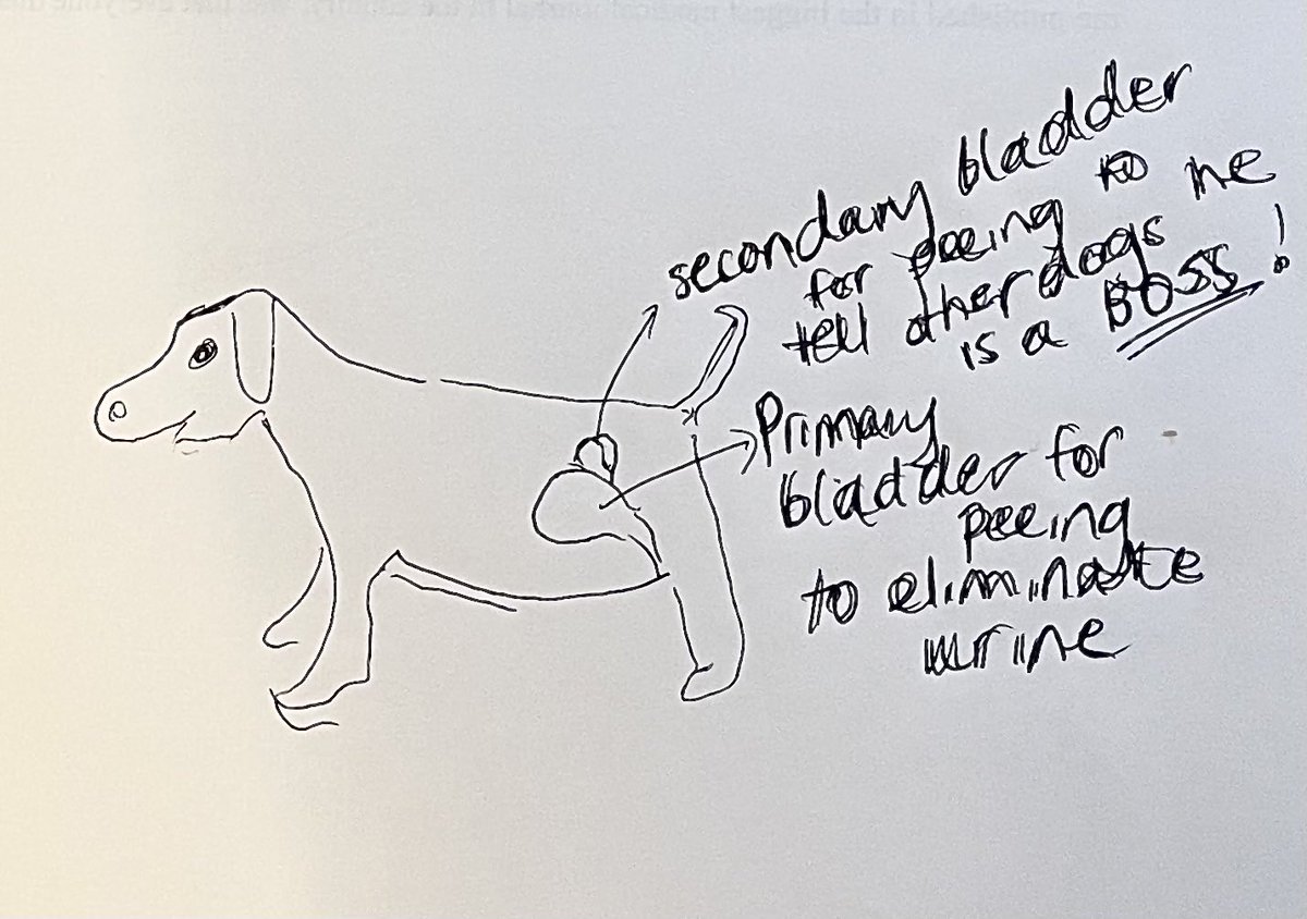 How I visualize Ernie’s peeing situation