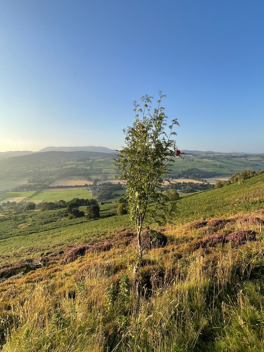 Solitary Rowan Tree on the Cats Back, looking over to Ben Wyvis on this bonny, bonny evening. #Home 🏴󠁧󠁢󠁳󠁣󠁴󠁿