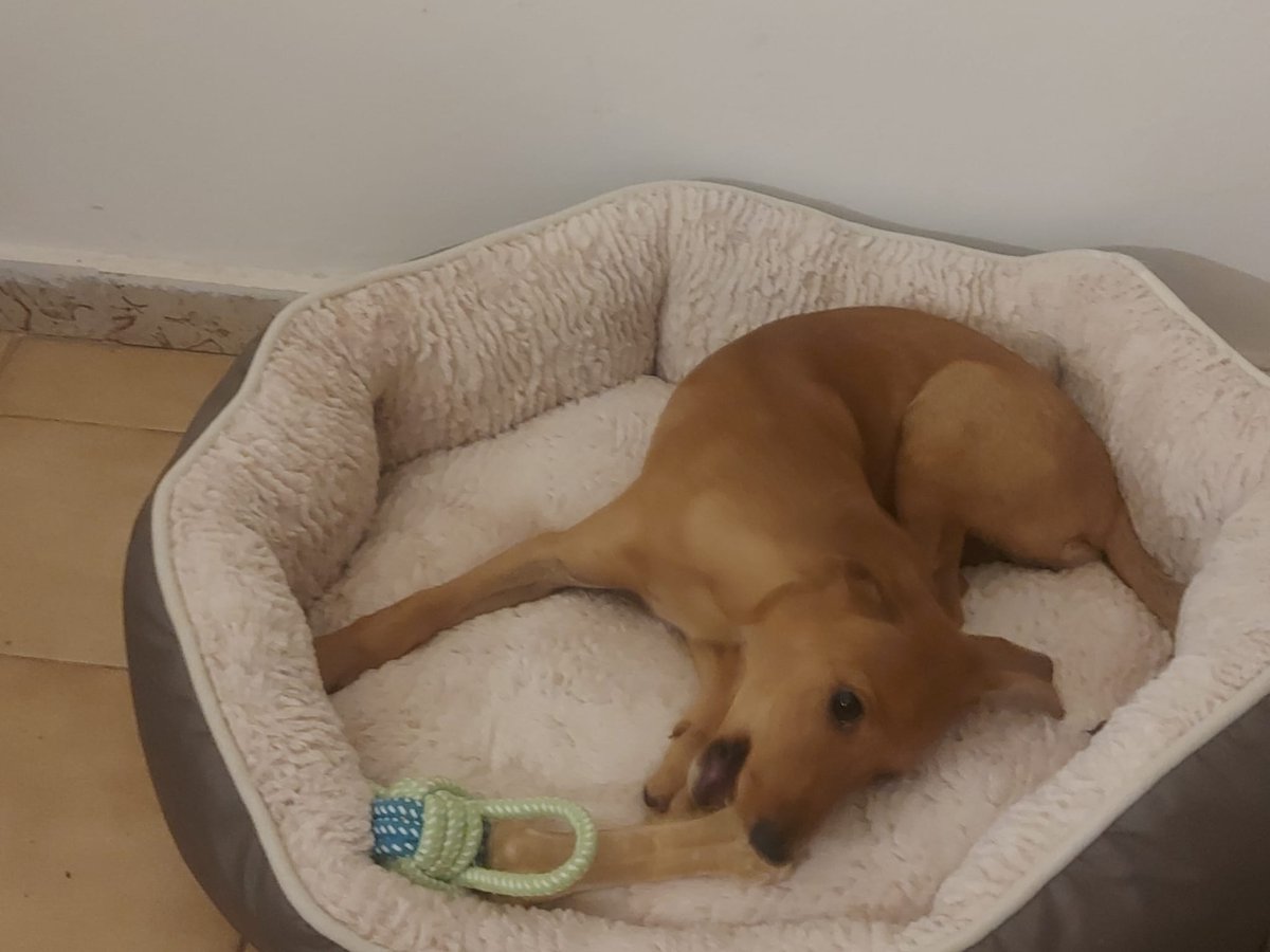 Índigo  ¡Ya esta adoptada! 💕