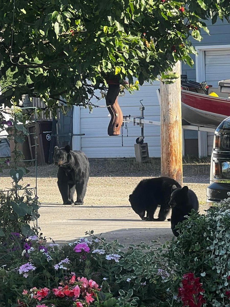 From EPD:

We are aware we have some visitors in town! We are monitoring their visit with the assistance of the MN DNR. We would appreciate your assistance by keeping things like bird feeders, garbage cans and any other easy meals indoors until they decide to head back out of