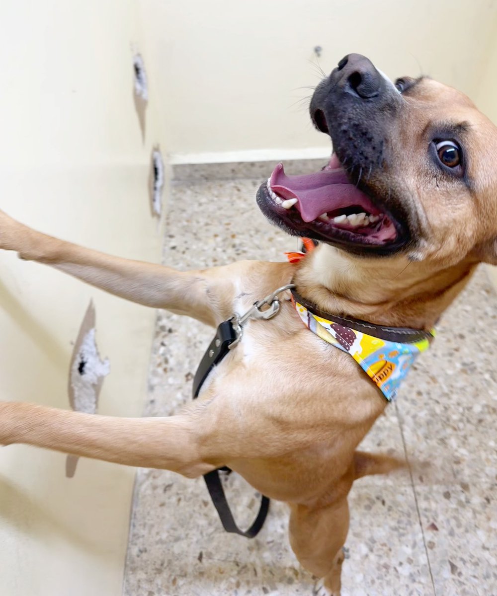 Ayer rescatamos a este perrito abandonado en Legaria. Es lo más amigable con otros perros y con humanos. Llevaba no sé cuánto tomando agua de charcos puercos pero ya está en tratamiento. Ayúdenos a compartir y encontrarle casa 🙏🏻