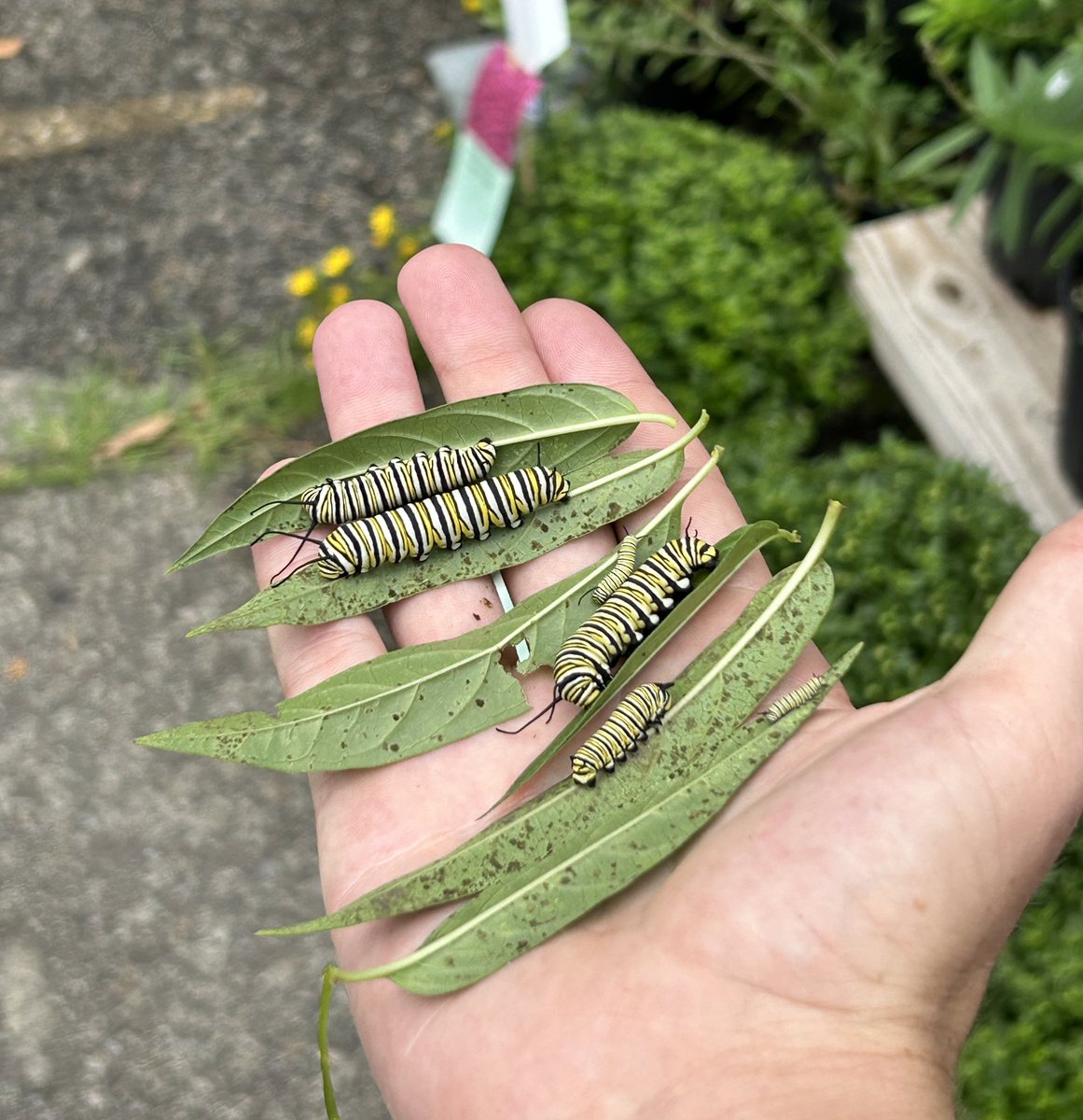 FairyFlatulence's tweet image. Can anyone make me a dubstep/house remix of #sharpestTool by Sab? Prepared to pay handsomely