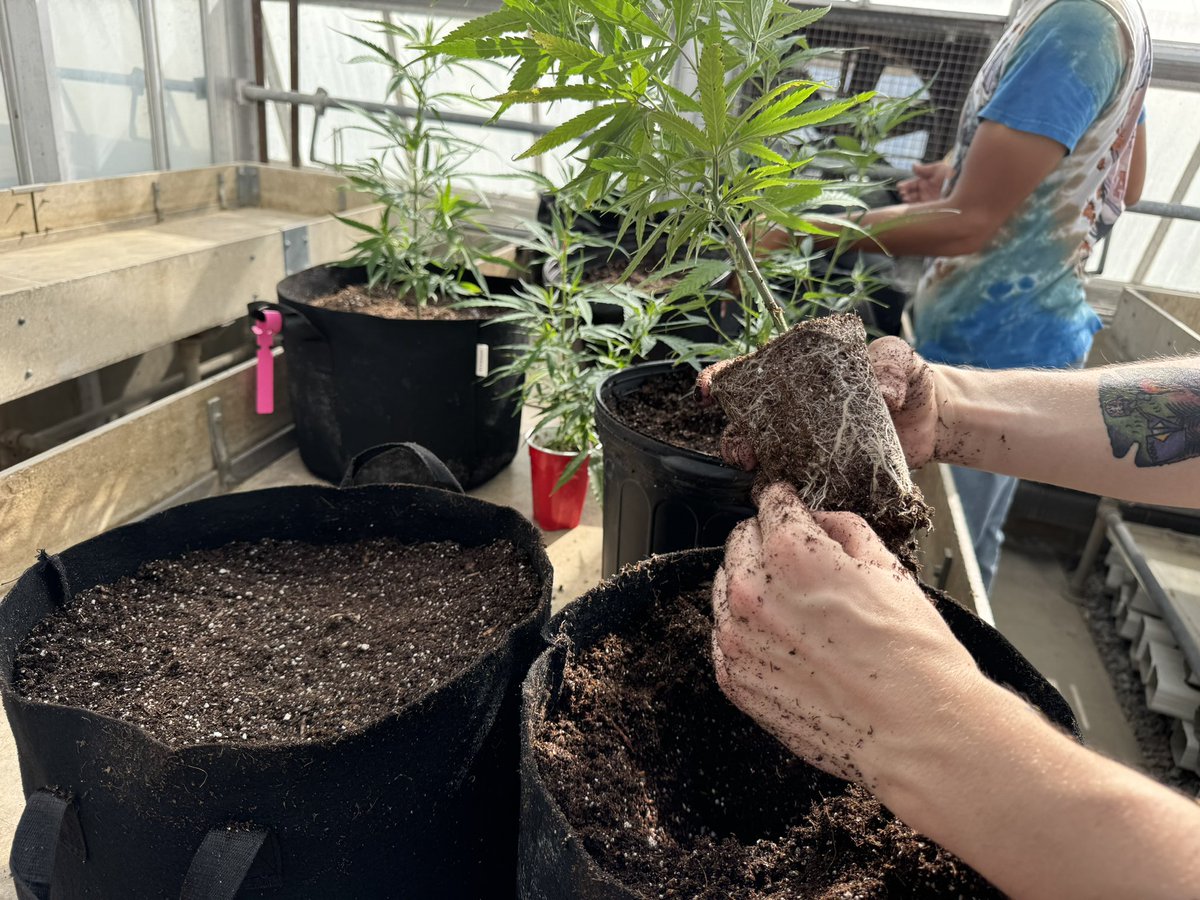 JoseLemePhD's tweet photo. 🌡️ It was 102 °F in the greenhouse this week, but the transplanting lecture can’t wait! 
#controlledenvironmentagriculture #cea #controlledenvironmentag #horticulture #cannabis #plantsciences #siuc #thisissiu #southernillinoisuniversity #science #hemp #plantbiology #agriculture https://t.co/EL4LO0HPLH