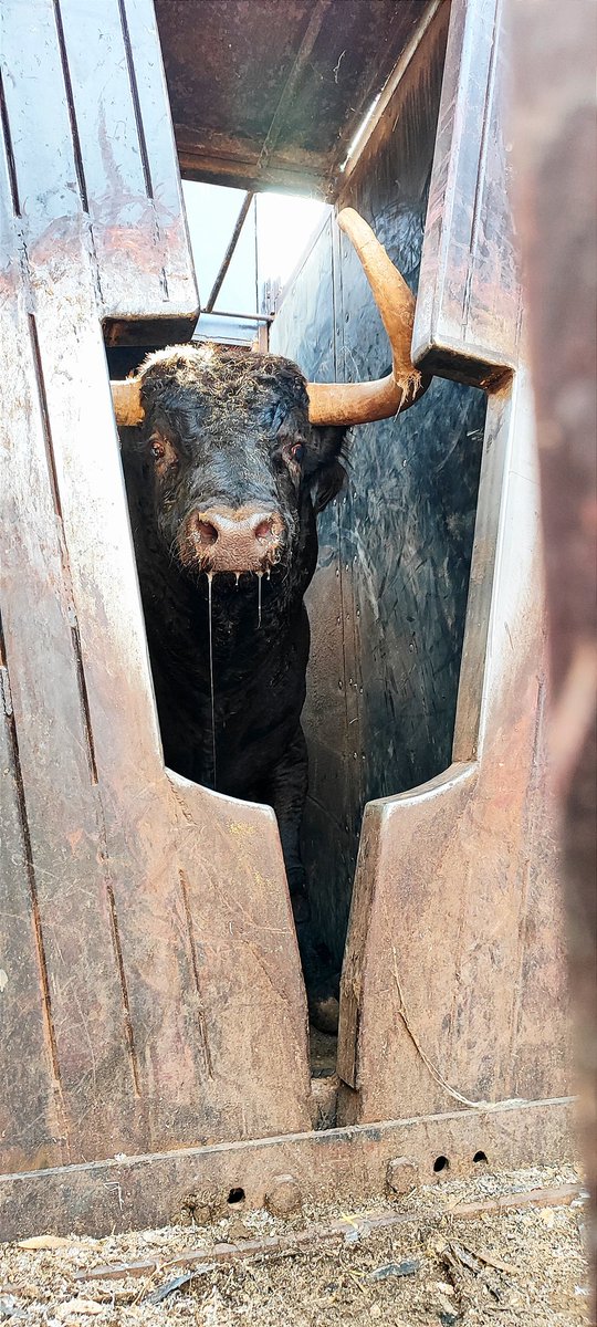 benjamintorresg's tweet photo. La fuerza de un toro bravo de @LosSamueles https://t.co/lRiHIv1NTt