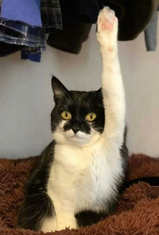 WholesomeMeme's tweet photo. Caption this! https://t.co/iL6dA7bJ3b