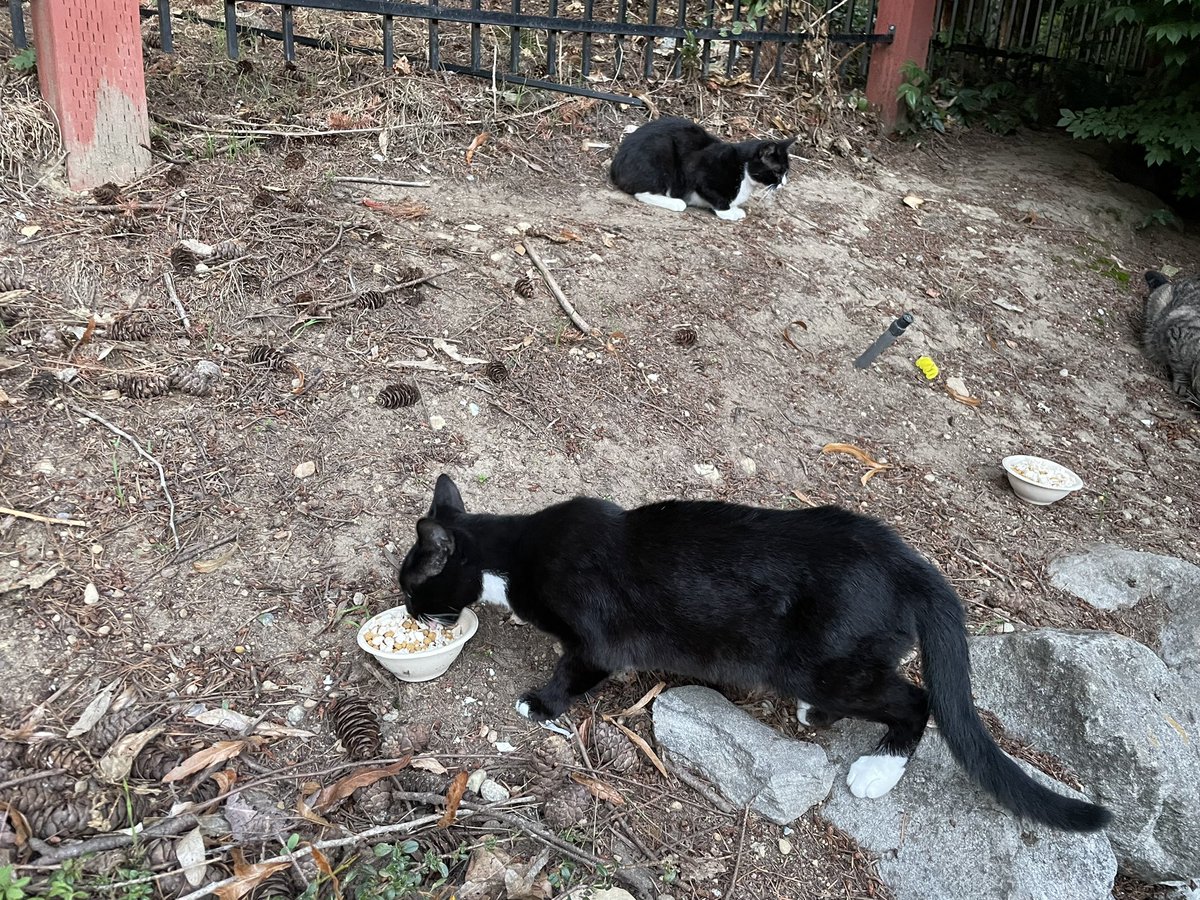 Gusterbear's tweet photo. Hihihi. Kid gave dumpster cats special treat: leftover chimkins! All cats enjoyed. https://t.co/eFppQx6JKf