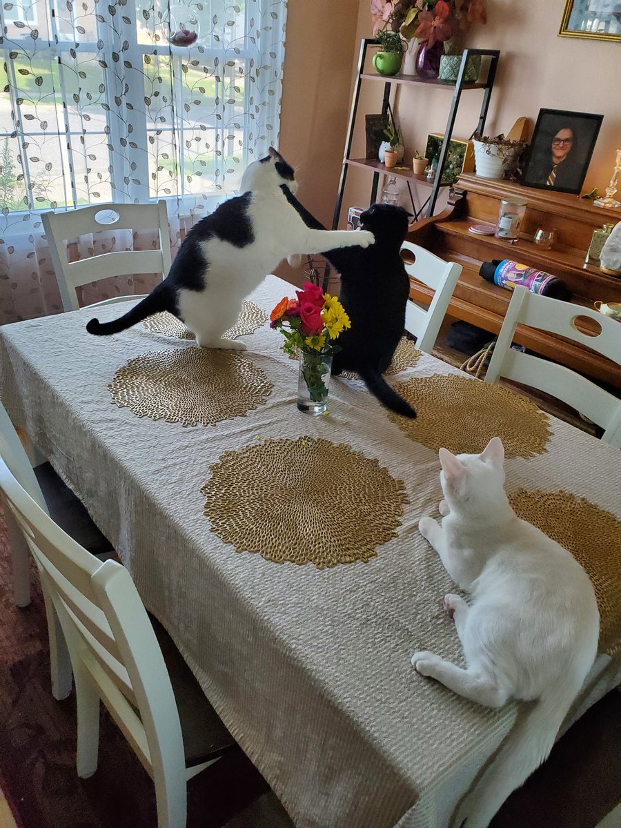 JSteinbroner's tweet photo. Bigglesworth and Spicy Purrito giving a boxing tutorial for Gus #KittyTwitter https://t.co/v59JmyeKLJ