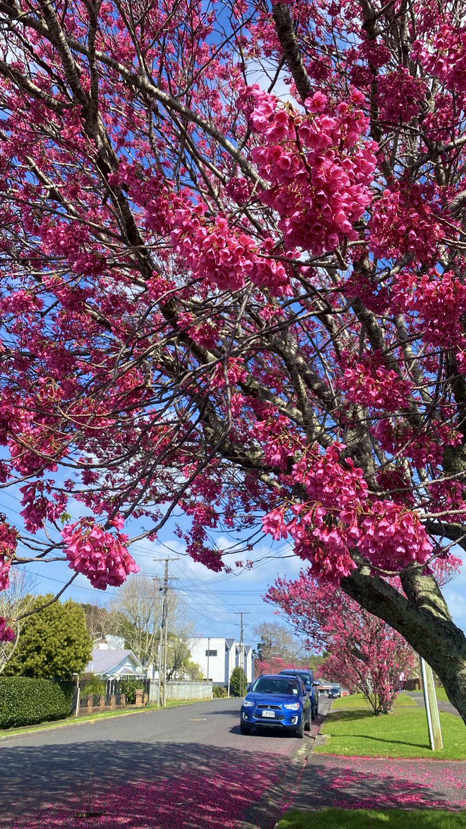 Melbourne_vic1's tweet photo. Happy first day of Spring 🇦🇺 🌸💐🌹
#Melbourne #Australia https://t.co/O12R9HJjND