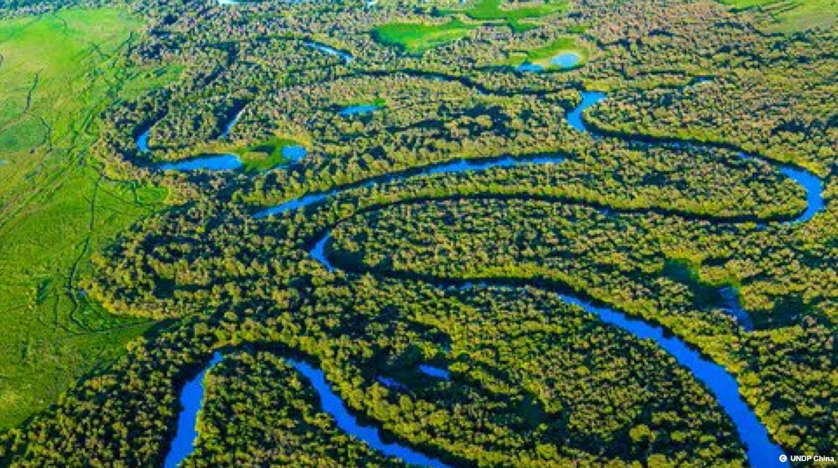 New on ifp.nyu.edu | Empowering women and restoring wetlands go hand in hand | tinyurl.com/22b9fbyj