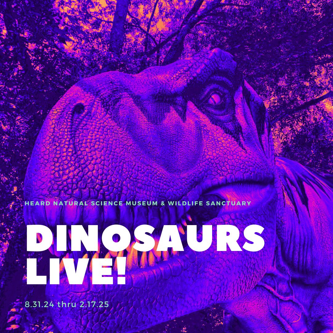 Dinosaurs Live! is now open through 2.17.25! Get more info and tickets now at HeardMuseum.org