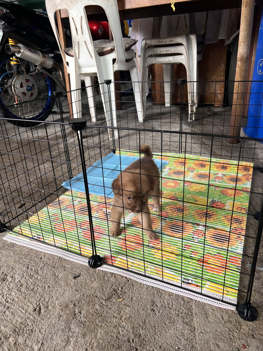 ofc_ochinko's tweet image. Roxy’s play pen 🐶🐕💕🙏 #pomeranian #pompom