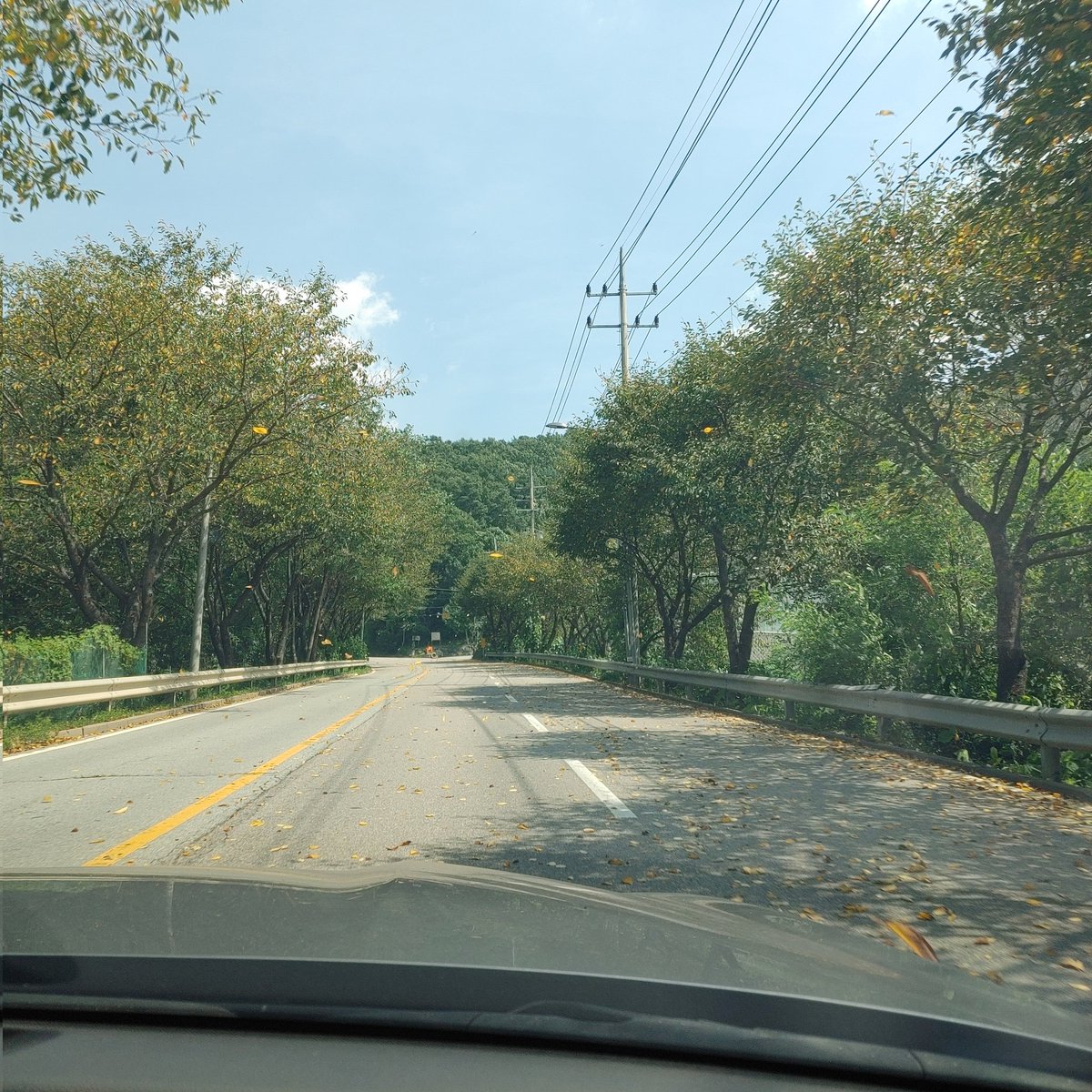 낙엽이 떨어지다니!!