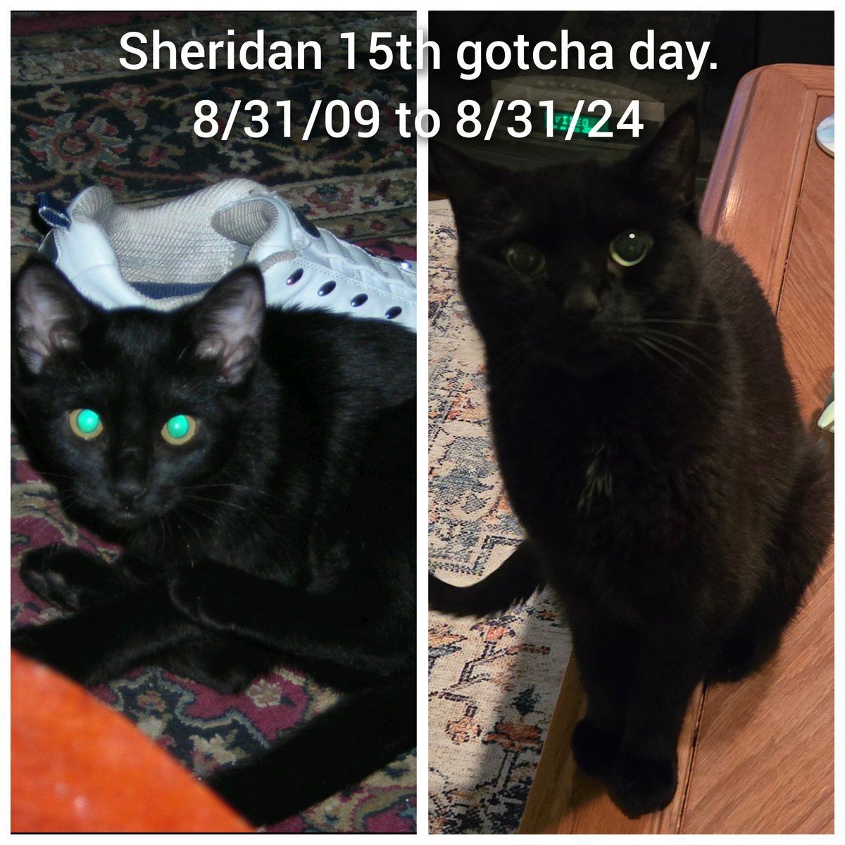 AllModConz's tweet image. 15 years to the day I got my little princess at a shelter in Albuquerque. Still going strong #gotchaday