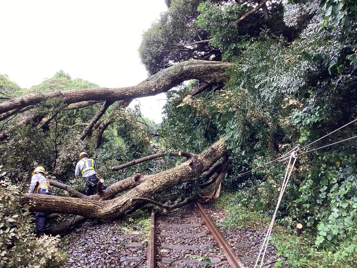 倒木 倒木で自転車の女性がけが…高さ10数mの桜の木が根元から折れる 東京