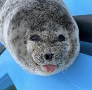 _derekmink_'s tweet photo. oc test
#funamuseart
#funamuseum
#funamuseaOC

Stupid seal https://t.co/WzHFpiA9NR