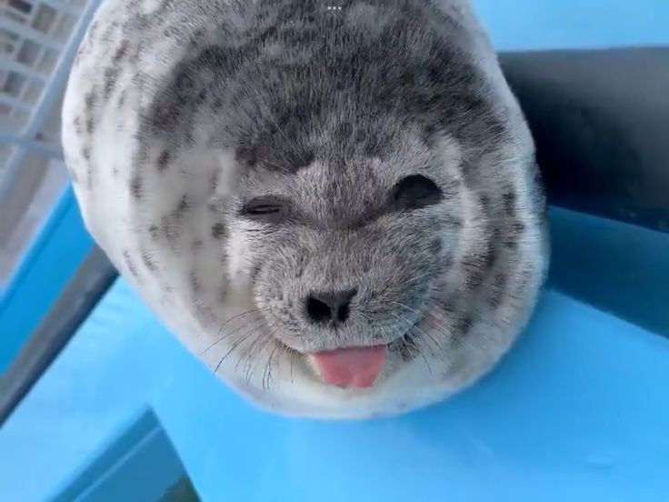 _derekmink_'s tweet photo. oc test
#funamuseart
#funamuseum
#funamuseaOC

Stupid seal https://t.co/WzHFpiA9NR