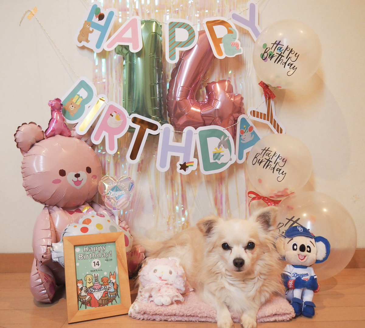 RAK___MAKORIN's tweet photo. おはようございます🍀

8月29日に14歳になりました🎂💐

心臓病の手術を昨年していなかったら
今年の誕生日は迎えられていなかったと
思います🥺

心臓は万全な状態ではなく
薬はたくさん飲んでいますが
なんとか元気に14歳を迎えられて
よかったです(*ˊᗜˋ*)💕

人間なら72歳!! まだまだ元気だよ💪✨ https://t.co/Sfe68c2VZ0