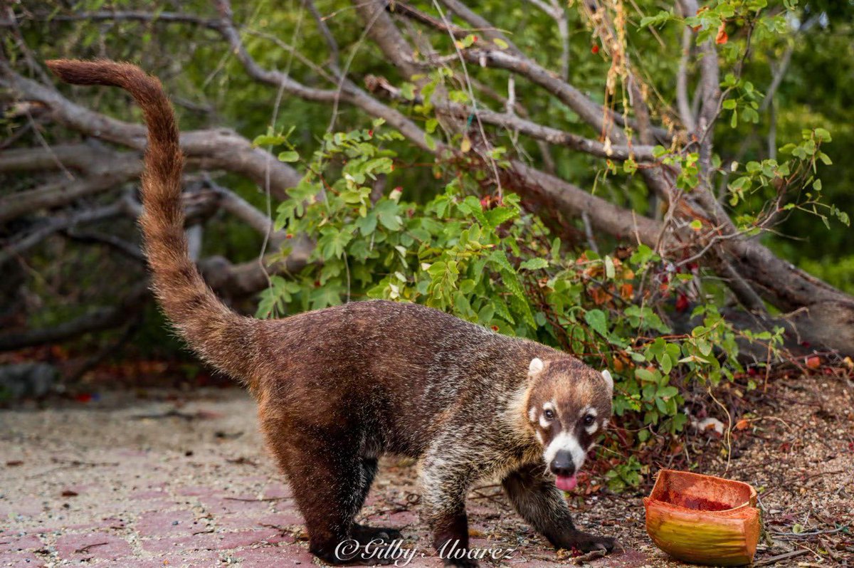CentralQNoticia's tweet image. ¿Conoces la historia de Osiberto el #Tejón  (Coatí) solitario? 

Osiberto es un tejón que ronda por el Faro de #Huatulco. Quienes lo han visto, lo describen como un tejón (Coatí) amigable que merodea en busca de comida.  

Osiberto es ermitaño a diferencia de otros tejones