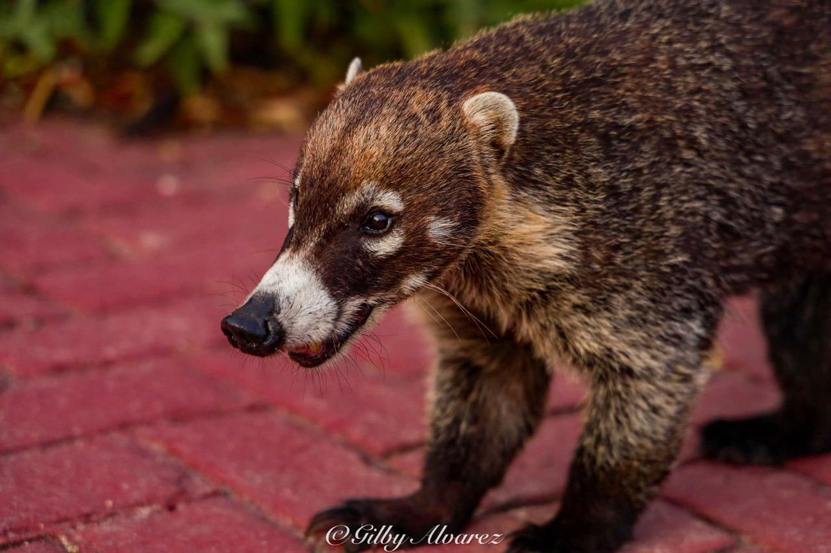 CentralQNoticia's tweet image. ¿Conoces la historia de Osiberto el #Tejón  (Coatí) solitario? 

Osiberto es un tejón que ronda por el Faro de #Huatulco. Quienes lo han visto, lo describen como un tejón (Coatí) amigable que merodea en busca de comida.  

Osiberto es ermitaño a diferencia de otros tejones