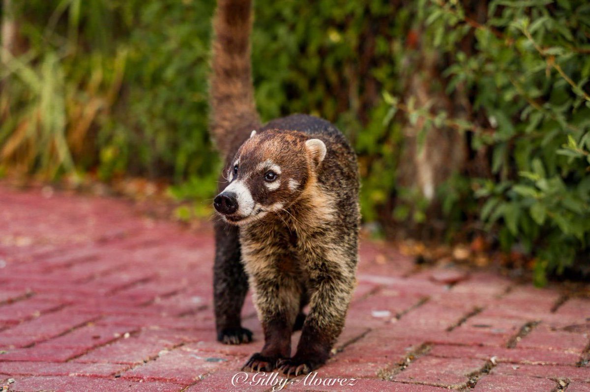 CentralQNoticia's tweet image. ¿Conoces la historia de Osiberto el #Tejón  (Coatí) solitario? 

Osiberto es un tejón que ronda por el Faro de #Huatulco. Quienes lo han visto, lo describen como un tejón (Coatí) amigable que merodea en busca de comida.  

Osiberto es ermitaño a diferencia de otros tejones