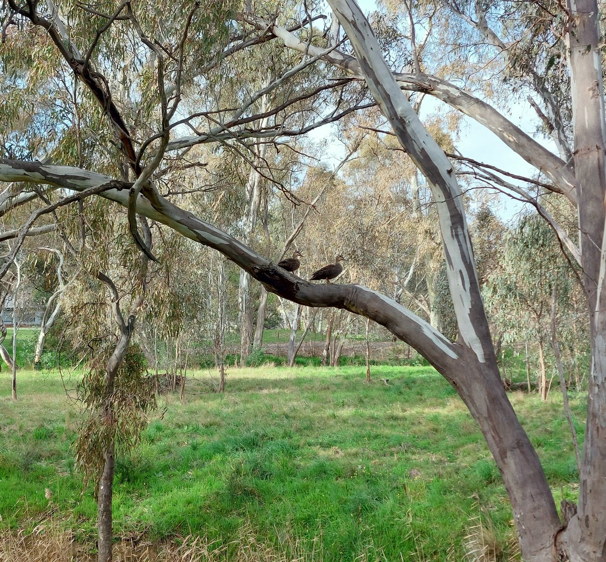 A couple of Pacific black ducks on a branch
#ducks #eucalyptus #DjaDjaWurrungCountry