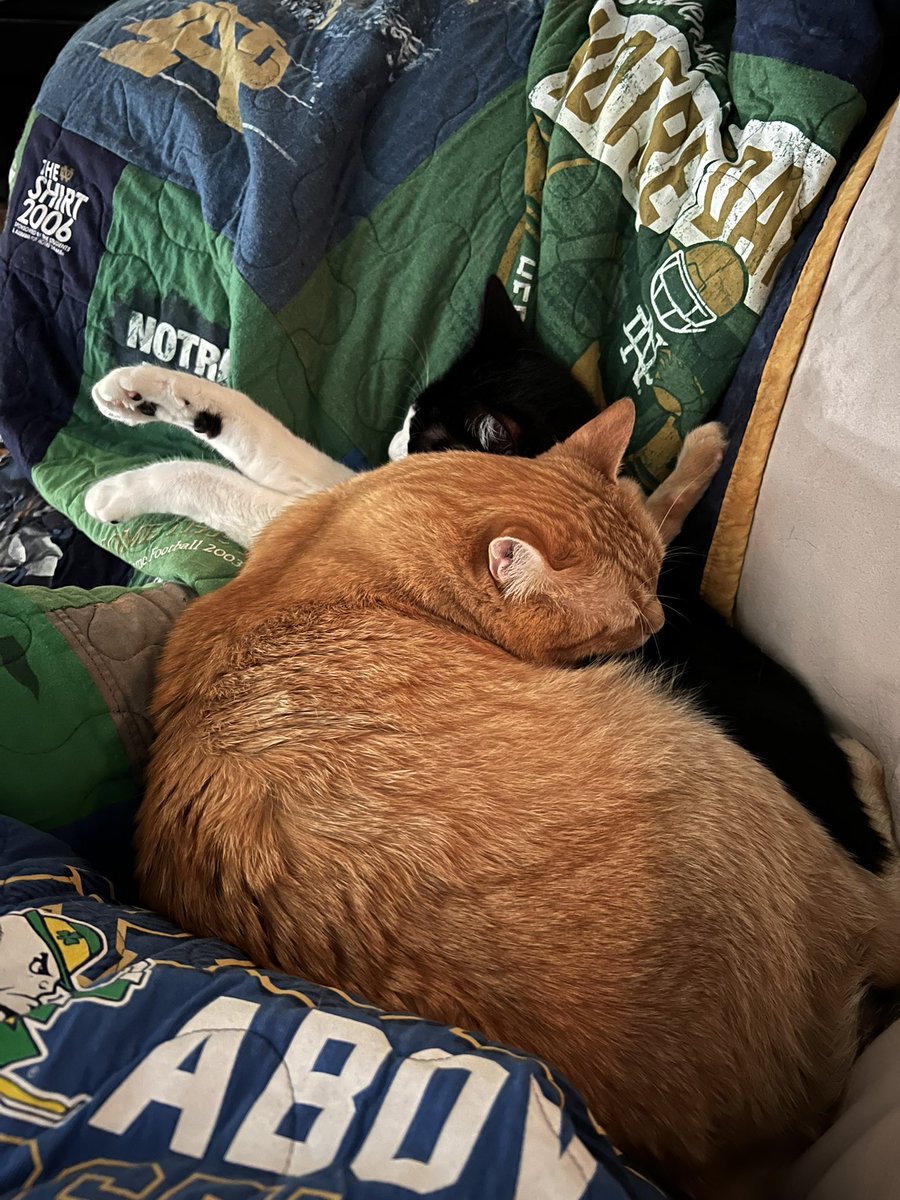 Mom doesn’t have favorites, but…. #Lele #Simba #GoIrish ☘️ #BeatAggies