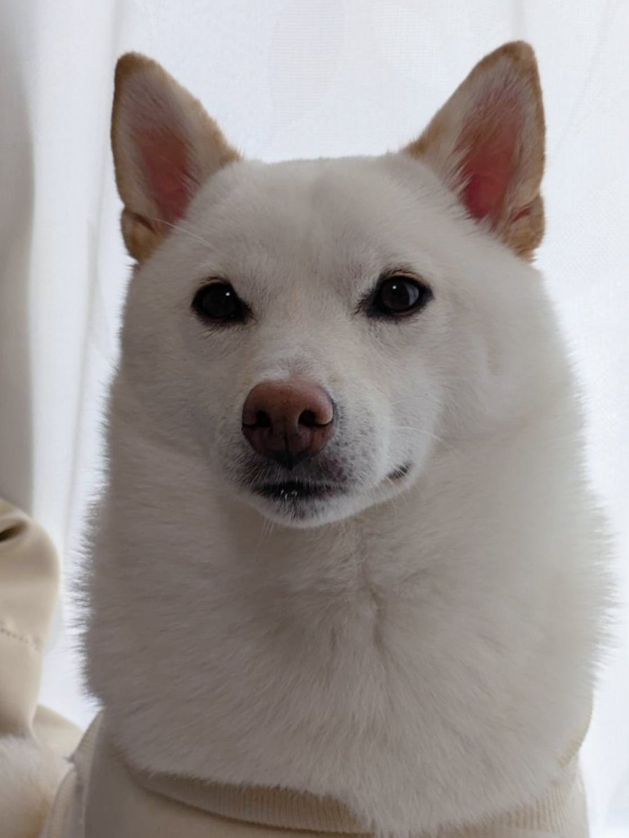 絵画みたいな犬